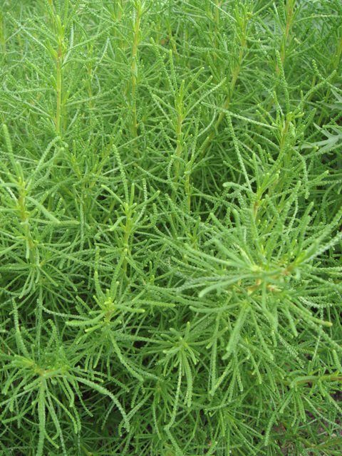 Santolina rosmarinifolia feuille